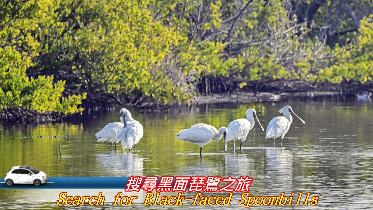 搜尋黑面琵鷺之旅 Seach for Black faced Spoonbills