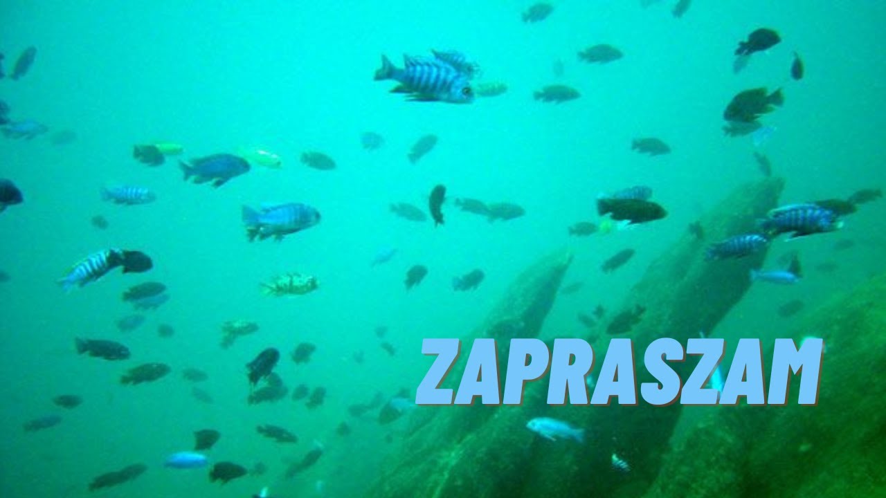 Żywa Artemia. Karmienie.