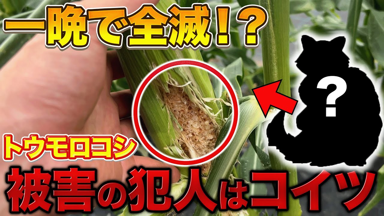 【畑が壊滅！】トウモロコシ被害90％の真犯人と撃退ワザ3選【即効】