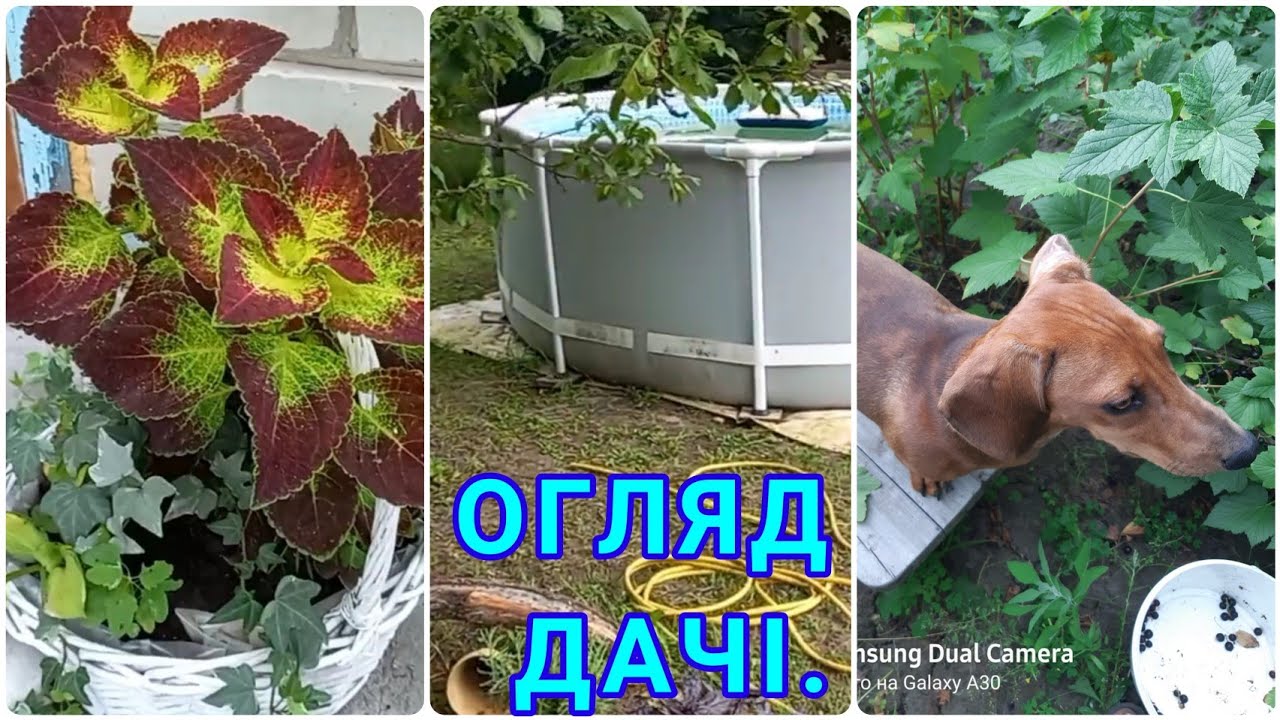 ДАЧА НА ПОЧАТКУ СЕРПНЯ#сад#дача#дачаснуля#дачазнуля#город#відновлюємопокинутудачу#востанавліваємдачу