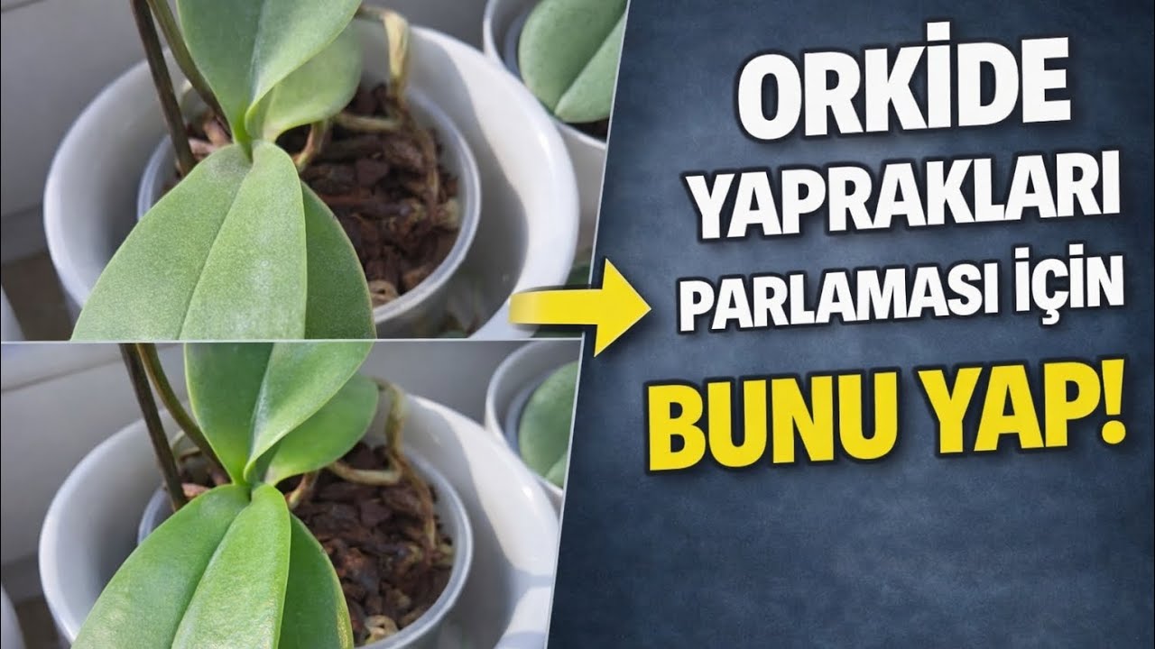 🌿 Почему листья орхидей тускнеют? ✨ Самый простой способ вернуть им блеск!