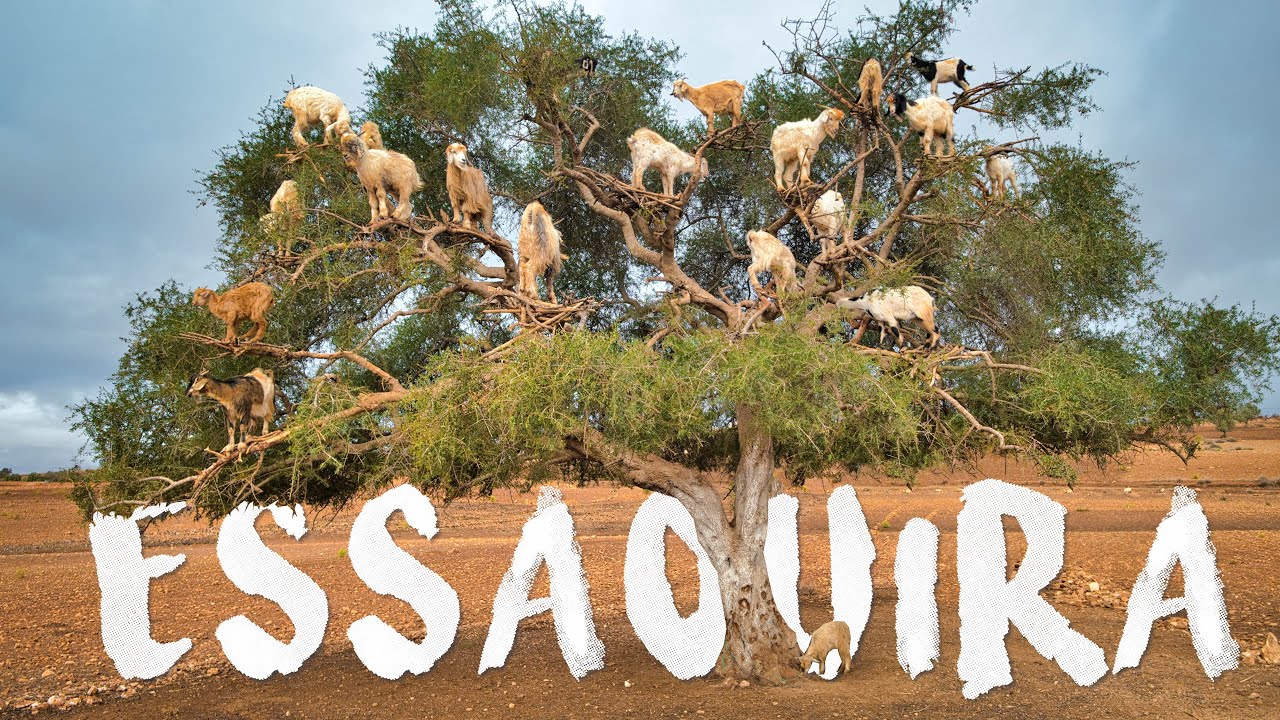 Essaouira, una delle città più belle del Marocco - (dove mangi quantità ASSURDE di pesce a 9€ !! )