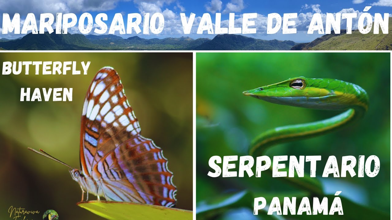 MARIPOSARIO 🦋 - SERPENTARIO 🐍 VALLE DE ANTÓN - PANAMÁ un paraíso de Mariposas #panamá