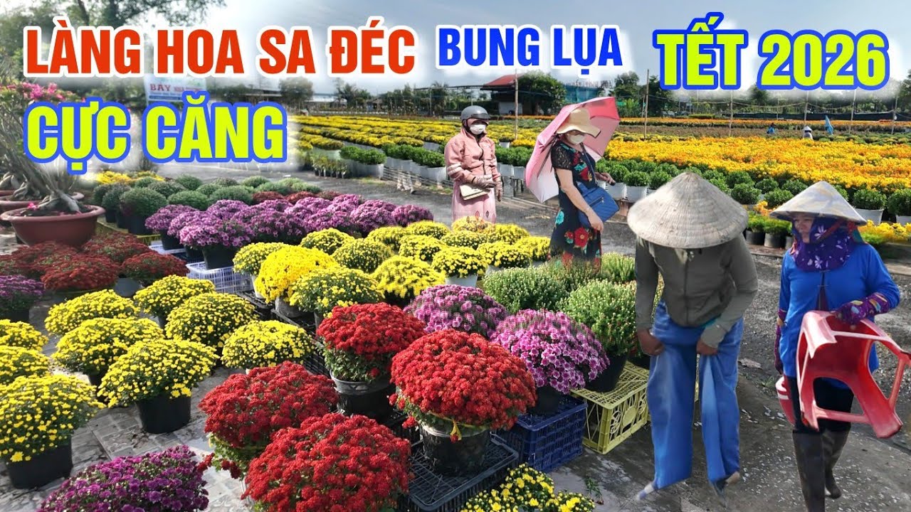 XÔN XAO LÀNG HOA SA ĐÉC TẾT 2026 BUNG LỤA ĐÓN FESTIVAL HOA KIỂNG LỚN CHƯA TỪNG CÓ