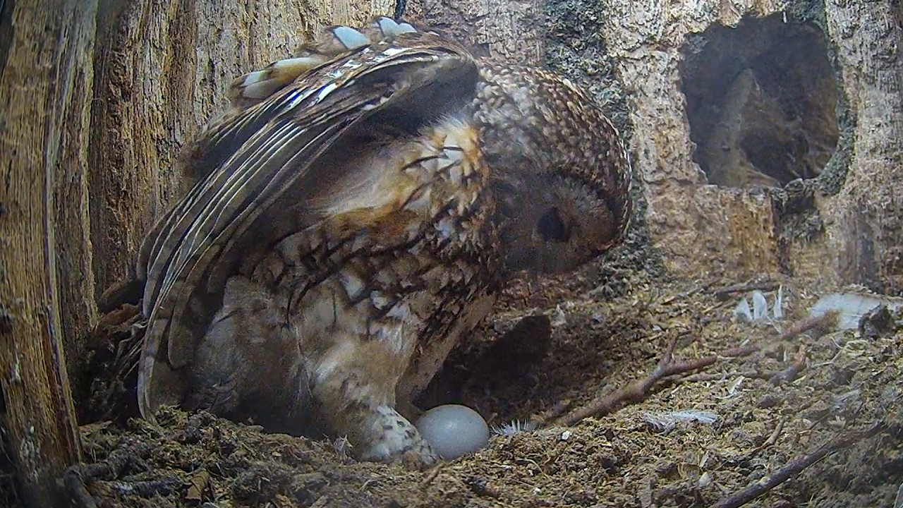 Tawny Owl Whistles As She Lays First Egg of Season | Luna | Robert E Fuller