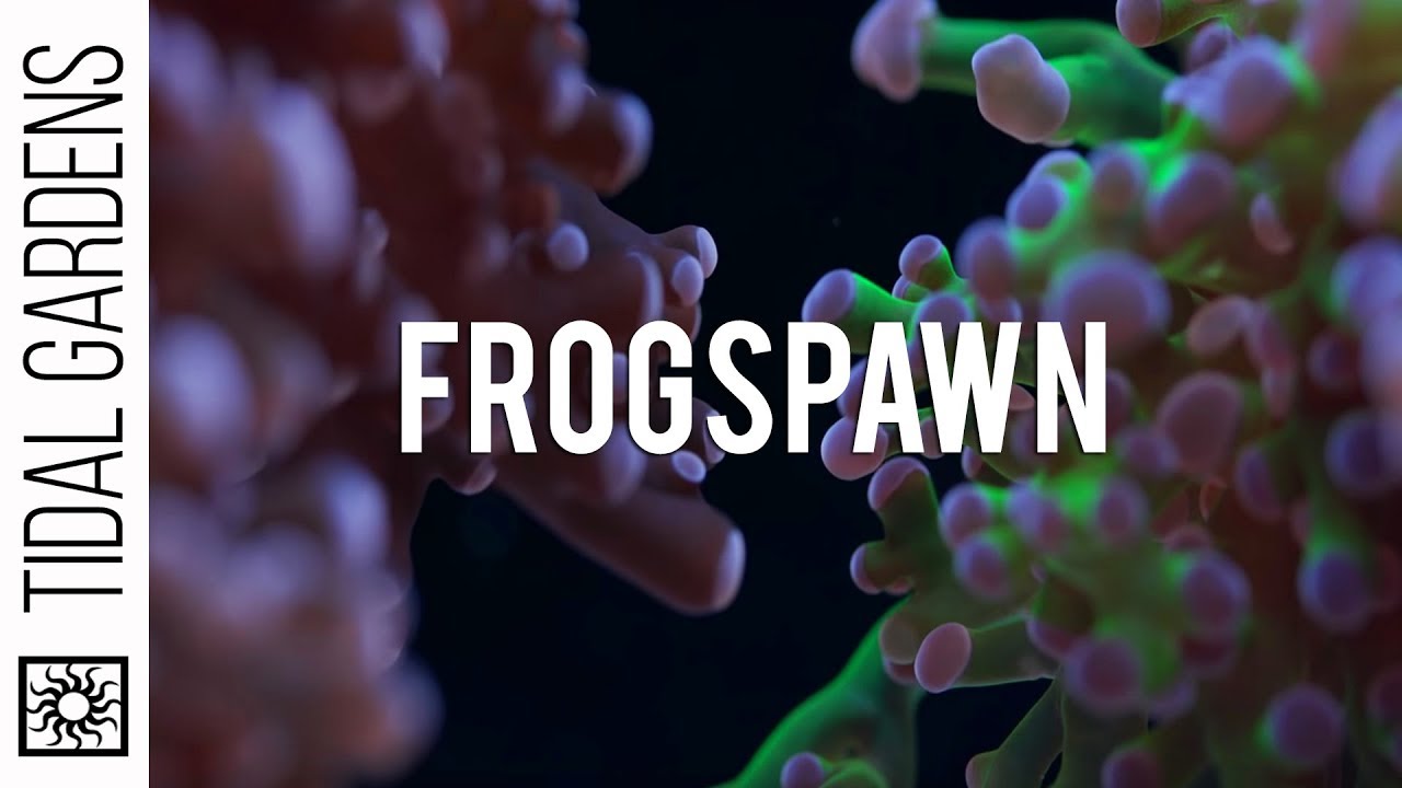 Советы по уходу за кораллами Frogspawn