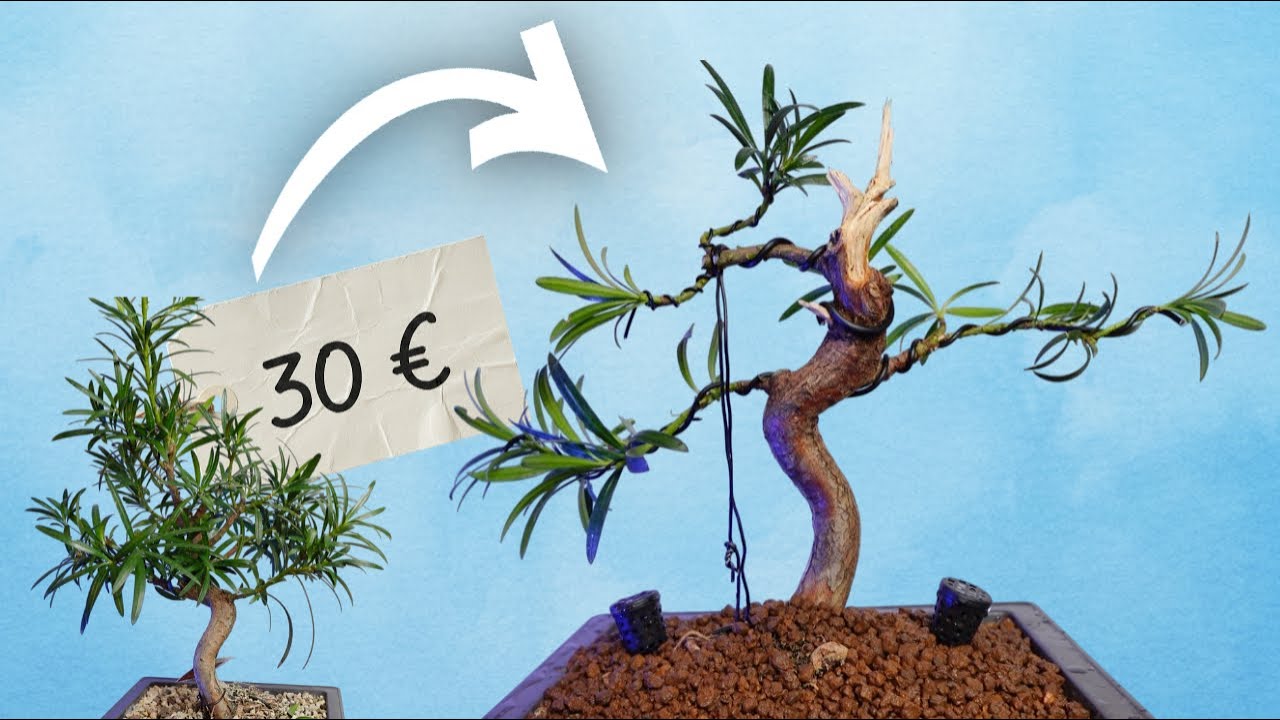 ¿Bonsái de INTERIOR? 🏠 Transformación extrema de un Podocarpus