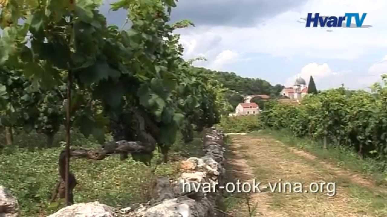 BOGDANUŠA - SVIRČE 2014