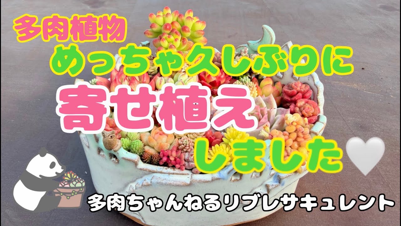 【多肉植物】めっちゃ久しぶりに寄せ植えしました🤍