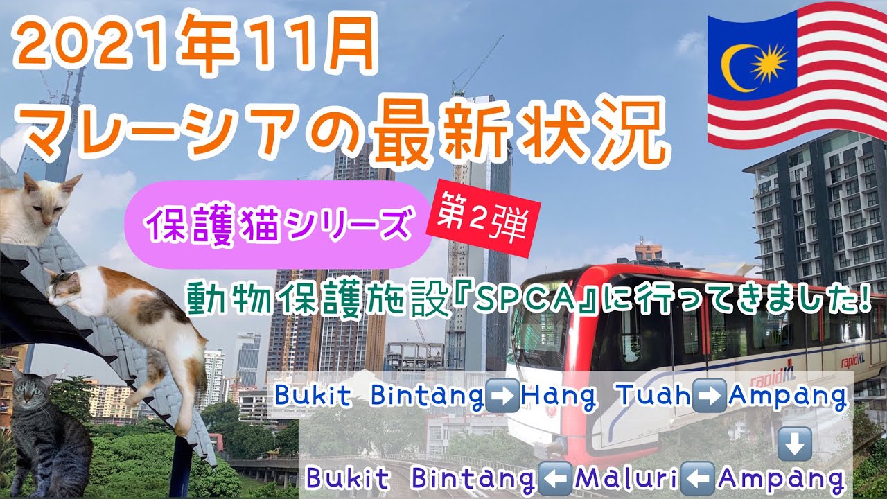 【2021年11月④】最新版17マレーシア・クアラルンプールのリアル生活  車窓シリーズLRT AMPANG LINE HANG  TUAH駅～AMPANG駅　動物保護施設『SPCA』で保護猫に会う