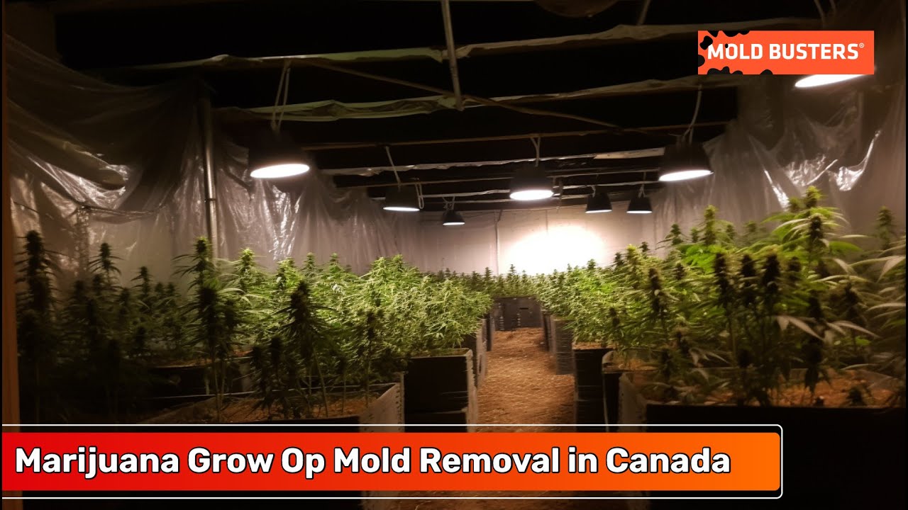 Marijuana Grow Op Mold Removal in Canada
