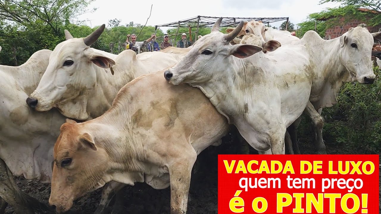 GADO BARATO E COM RAÇA NA FEIRA EM ALTINHO-PE   20-07-2024 #nordeste