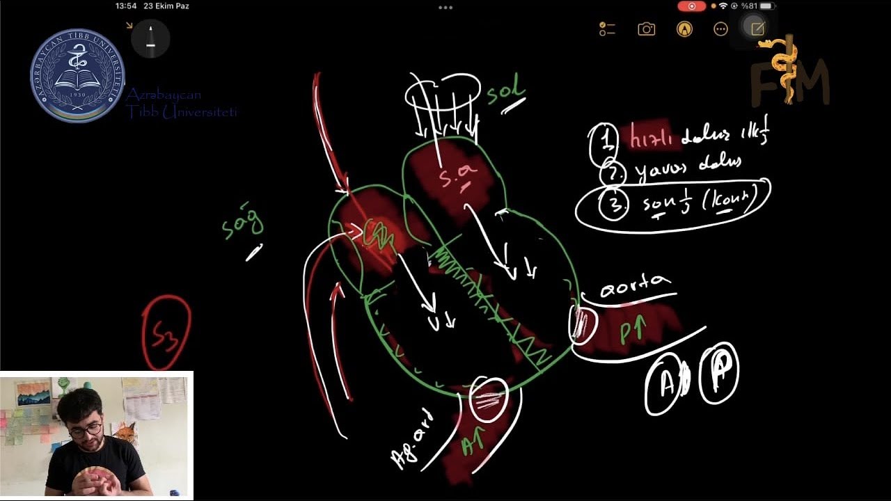 Kardiyak Üfürümler (urek kuyleri). Patolojik üfürümler. Kardaik Tsikl. Patent duktus arteriozus.