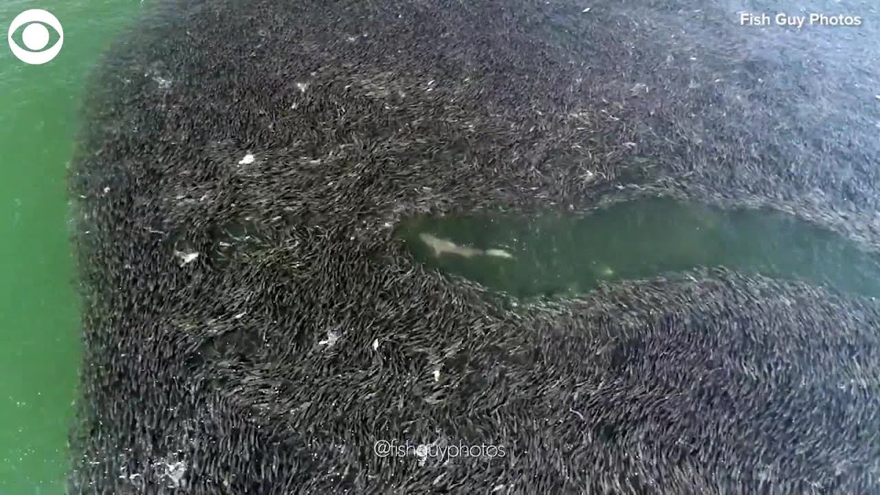 WEB EXTRA: Sharks Swimming Through Schools Of Fish