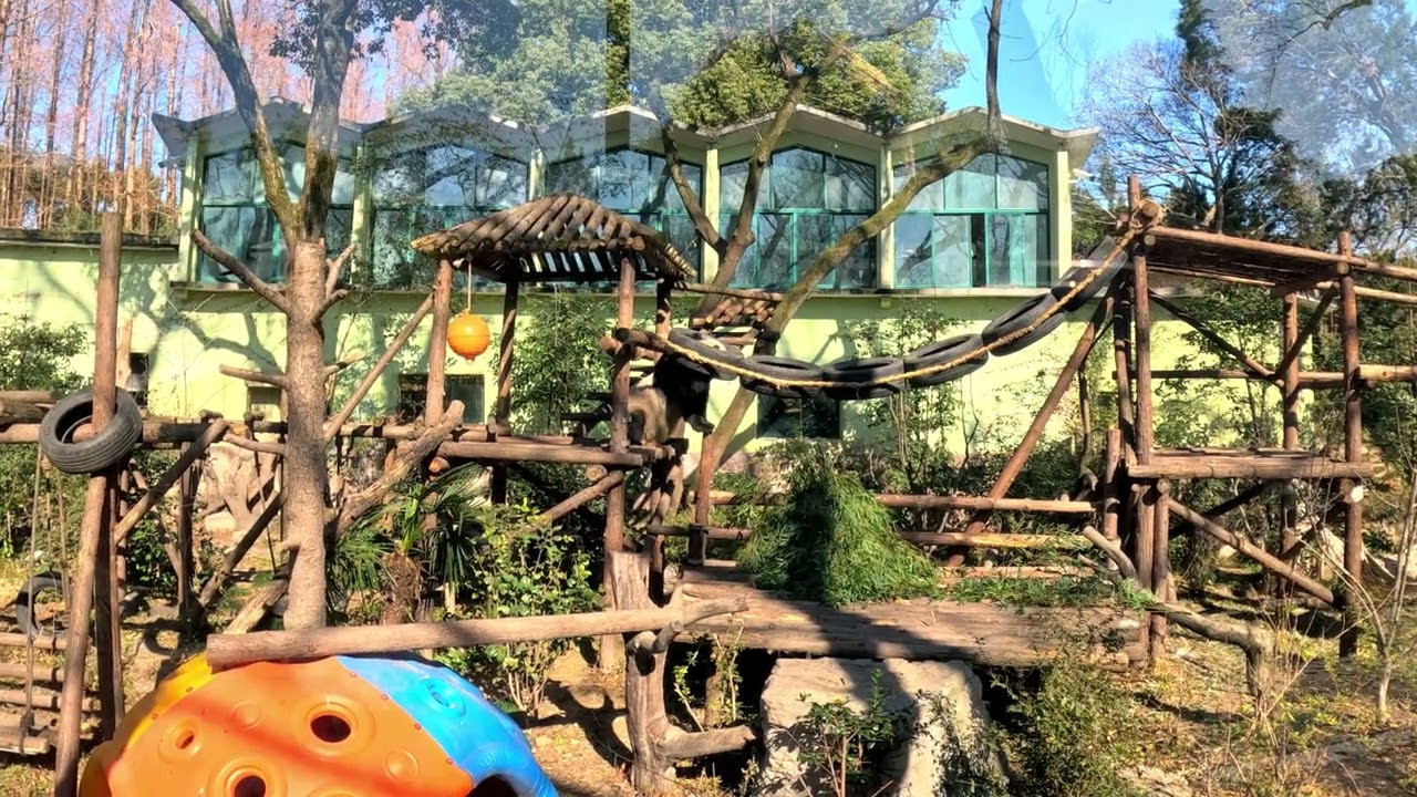 Giant Panda Adventure at Shanghai Zoo! Cutest Panda Moments Ever!