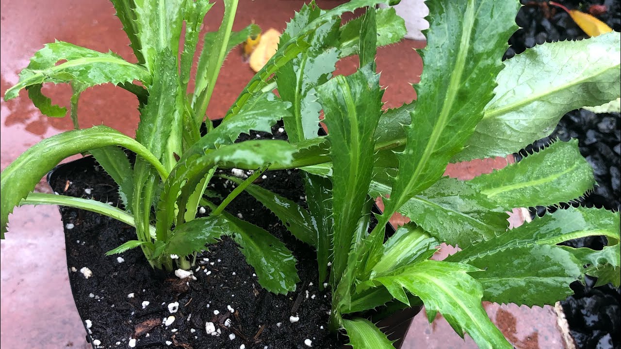 Cách giữ cây NGÒ GAI qua mùa đông @UTMINHWA