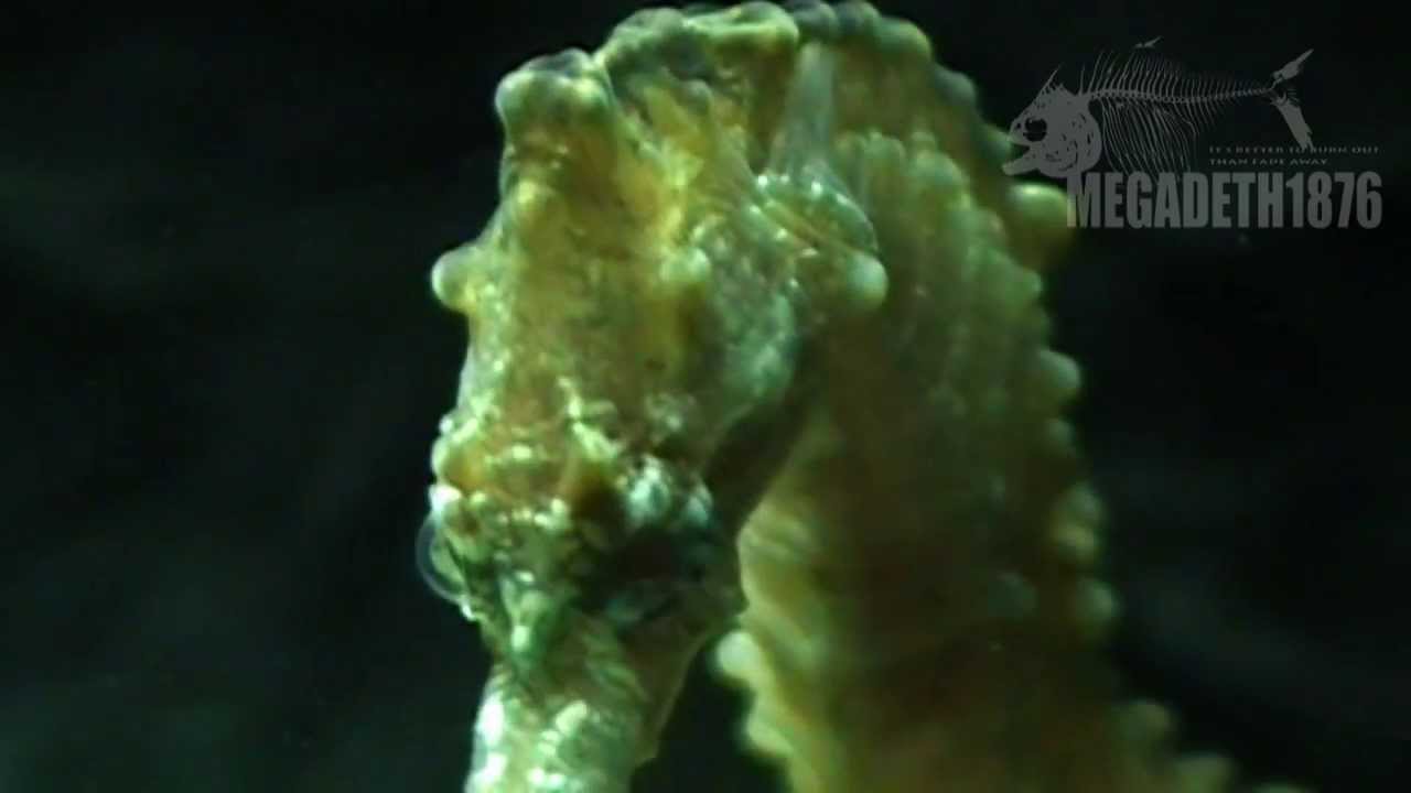 Hippocampus mohnikei (Japanese seahorse) 1