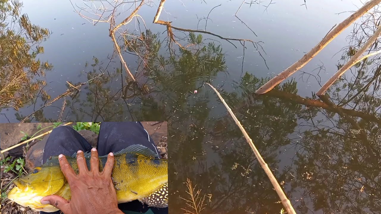 Pescaria de tucunare gigante no bambu é de arrepiar até a alma monstros Rio turvo