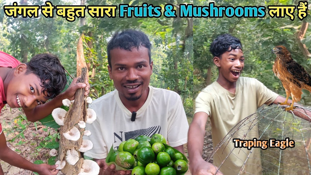 जंगल से बहुत सारा Fruits & Mushrooms लाए हैं | New Trick से Eagle Traping | Jabaram Vlogs