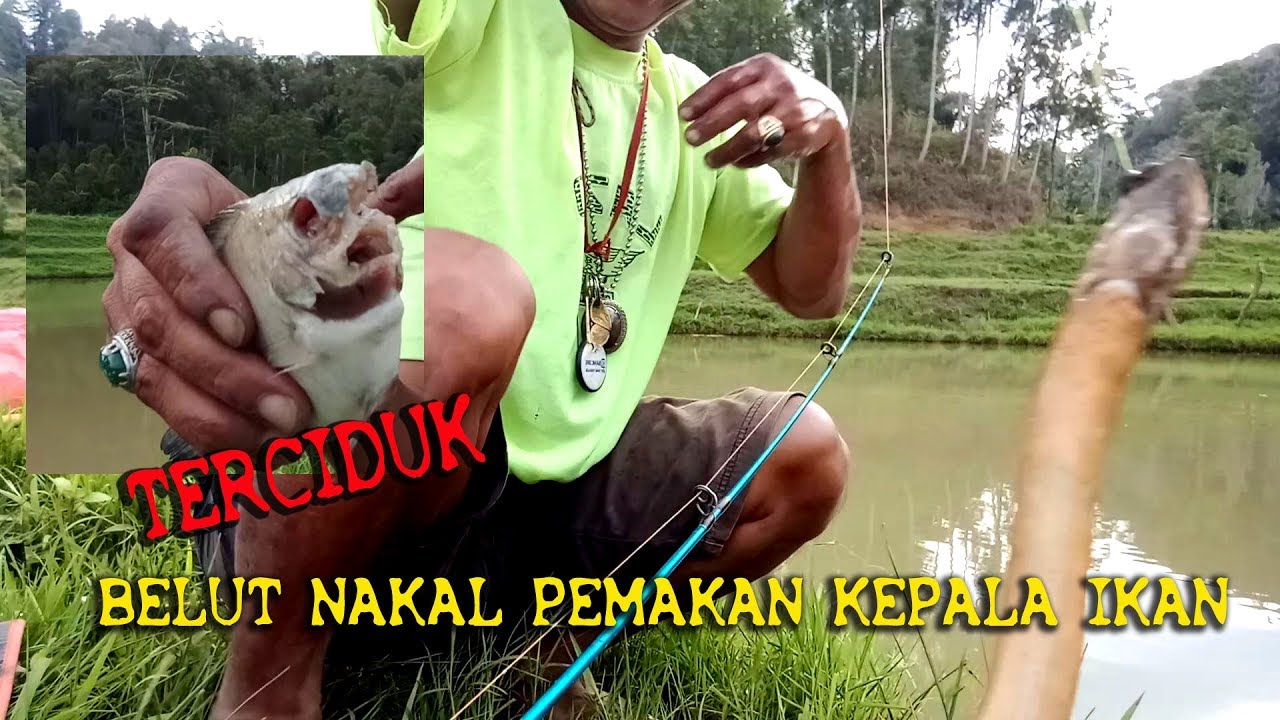 MOSTER BELUT PEMAKAN KEPALA IKAN AKHIRNYA TERTANGKAP JUGA