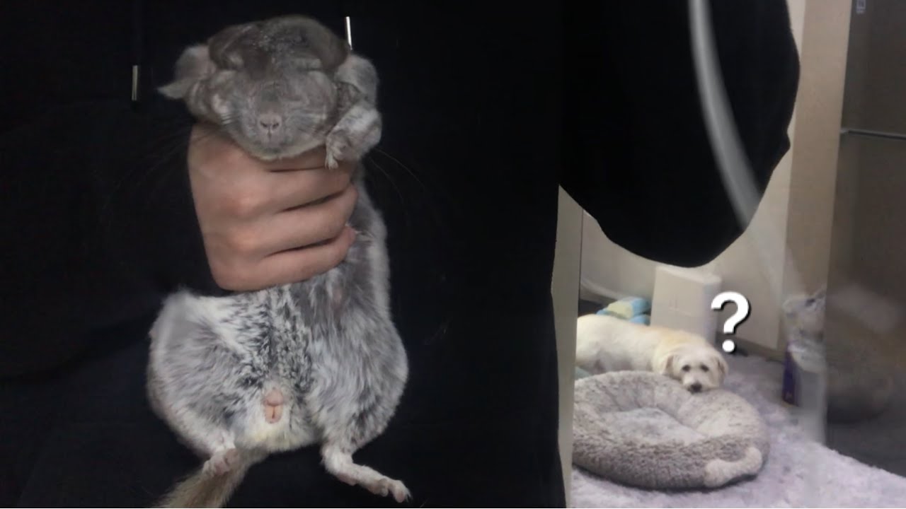 목욕하는 친칠라와 그걸 지켜보는 강아지