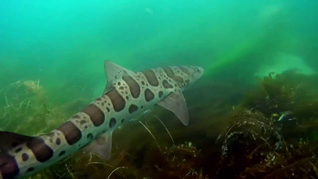 Snorkeling with Leopard Sharks in La Jolla, CA
