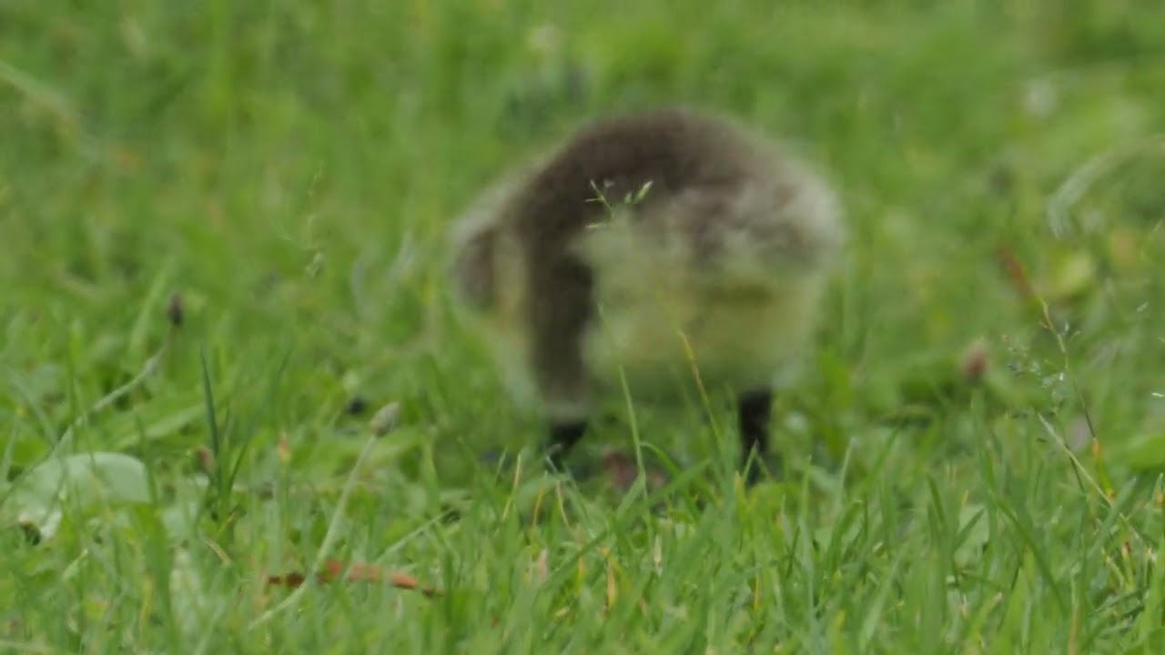 Goslings Grazing Greedily