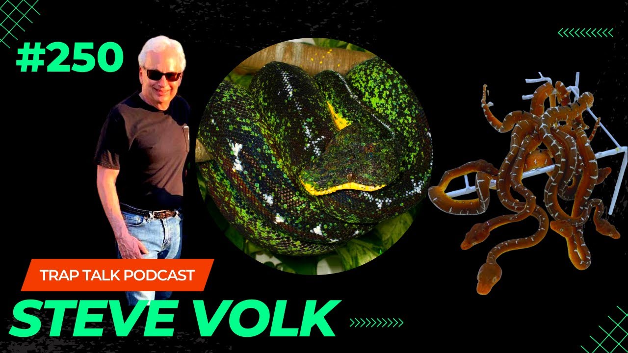What is the history behind Steve Volk's Amazon Basin Emerald Tree Boa Projects? | Trap Talk Podcast