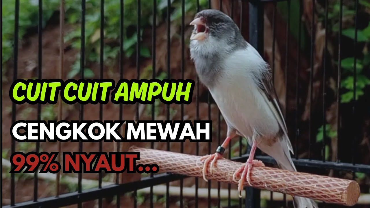 KENARI GACOR  Cuit CUIT BIRAHI SUARA Kenari MASTERAN TERBAIK UNTUK PANCINGAN & MASTERAN Kenari PAUD