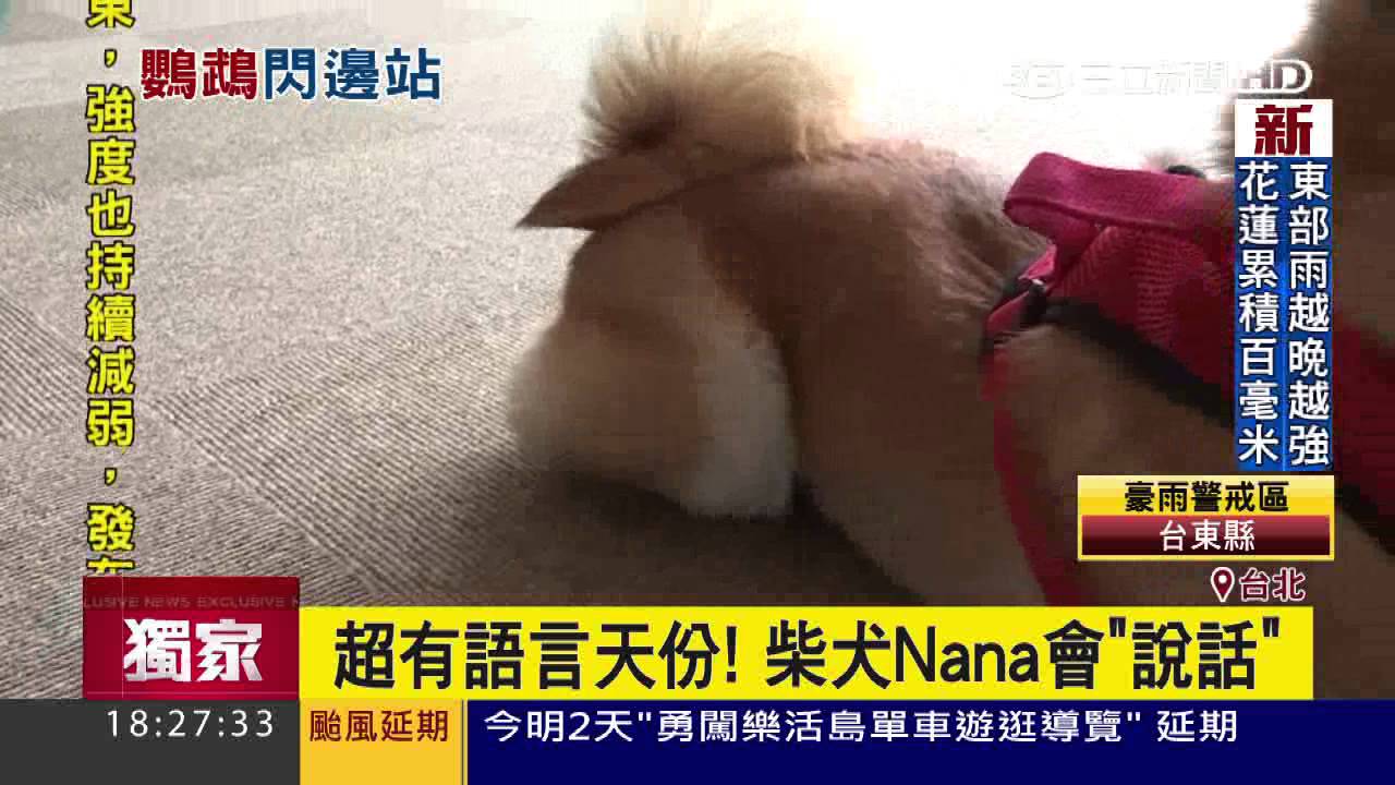 超有語言天份！柴犬Nana會「說話」｜三立新聞台