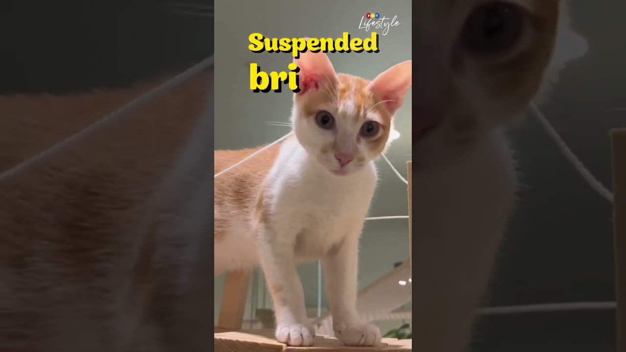 Get To Know: Manjapot