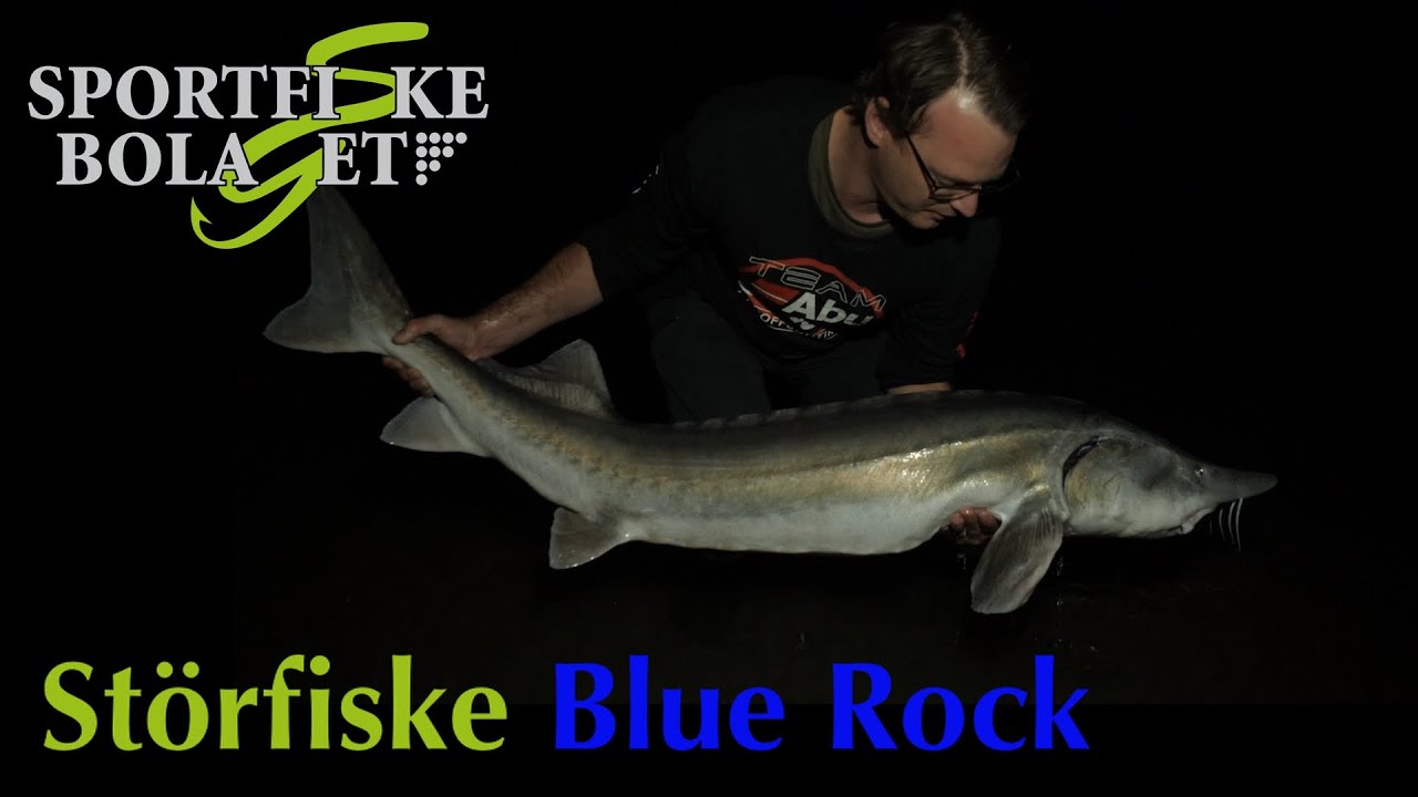 Störfiske Bluerock