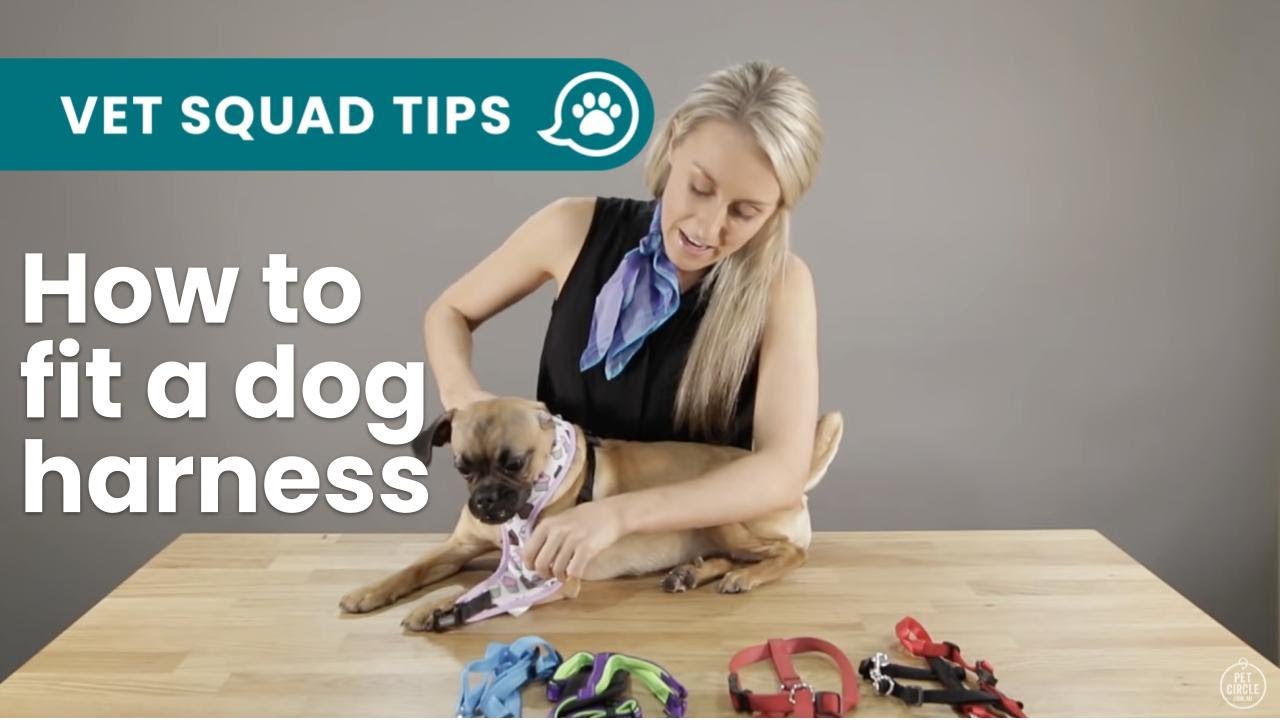 How to fit the 5 main types of #dog harnesses | PET CIRCLE