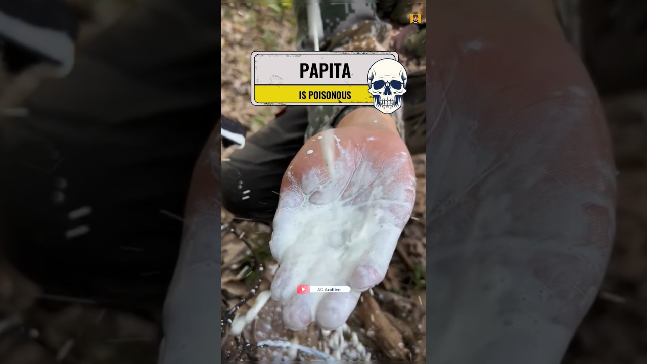 Is papaya Latex Milk Unsafe | Benifits of Papaya Milk #shorts