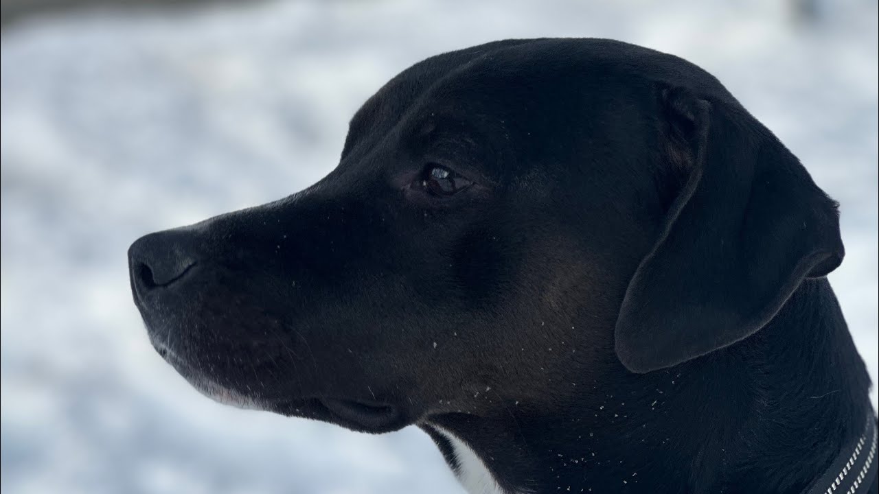 Connecticut dog training | Clyde was biting, barking and lunging at strangers (and dogs!)