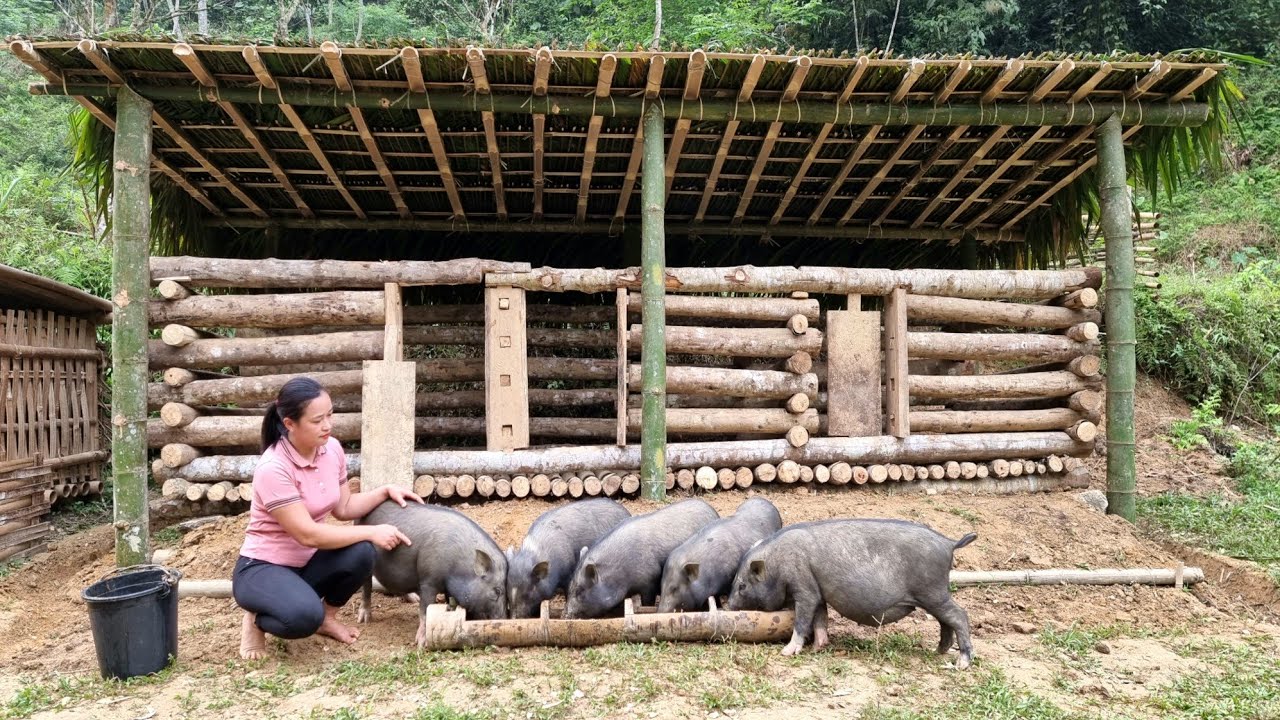 FULL VIDEO: 45 Days Build a House for Pig, Chicken, Bamboo House 2022, Wood Fence