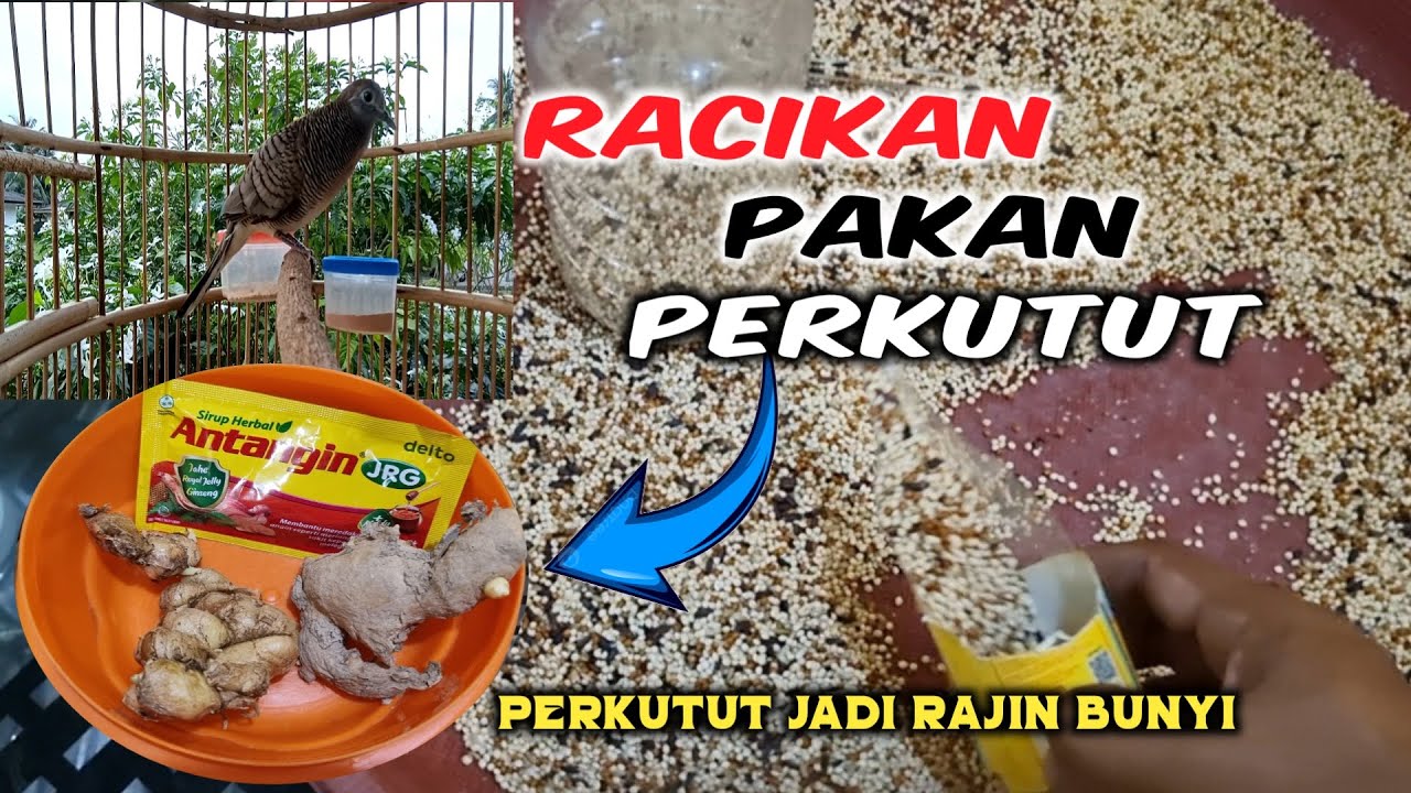 Racikan pakan agar perkutut rajin bunyi …silahkan di coba sendiri…