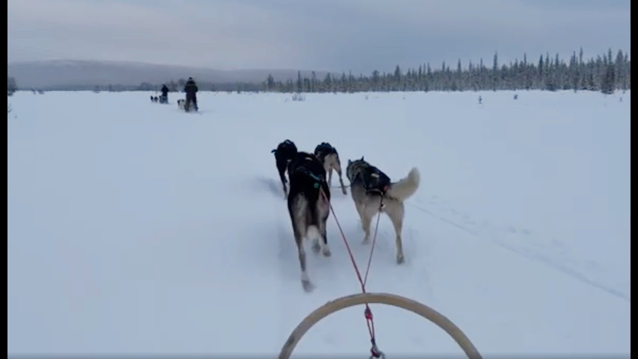 Dog Sledding in Lapland