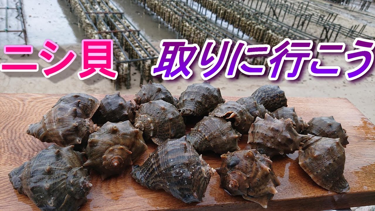 にし貝の取り方　どこにいるの？　漁り