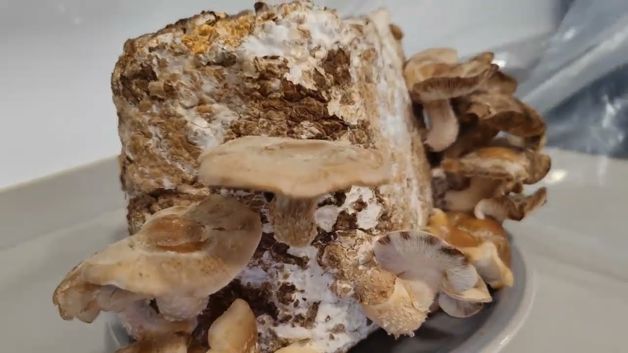Video manual de cultivo de shiitake en casa. Lentinus edodes