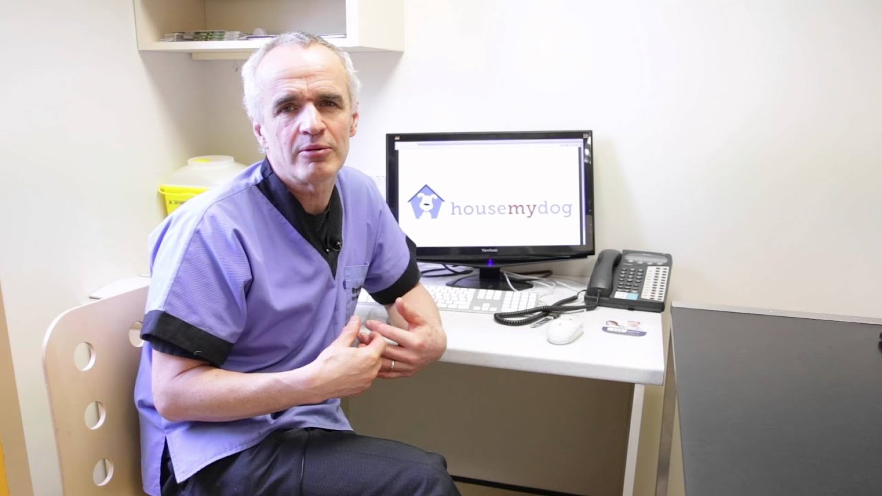 Pete The Vet - Help! My Dog doesn't want to eat!