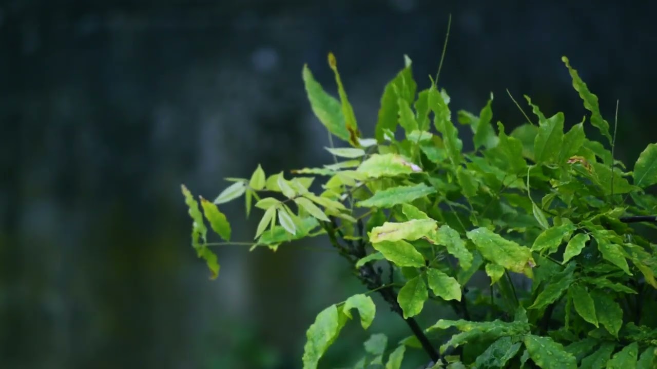 Greens