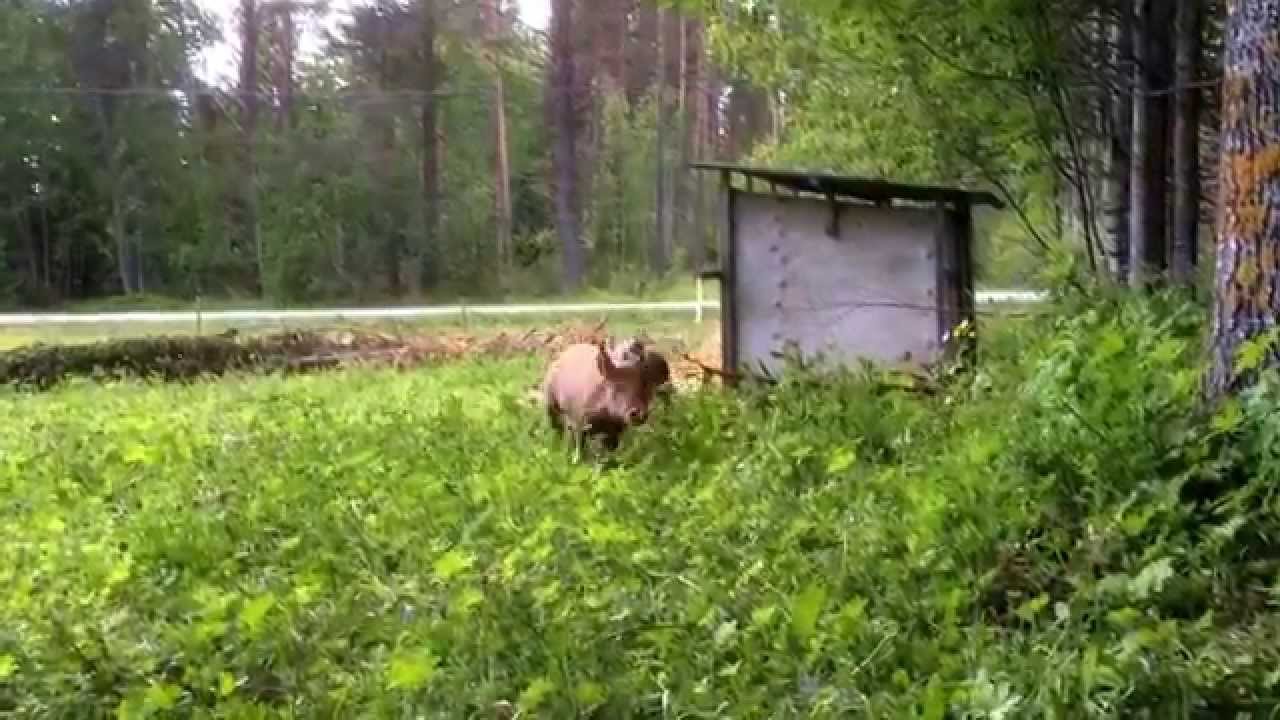 Busiga griskultingarna Ebba och Naimo testar aktiveringsboll och jagar lastbilar