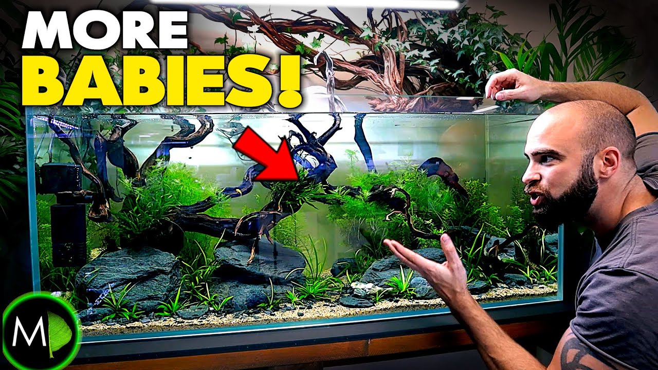 BABIES EVERYWHERE!! Ecosystem Build + Krib fry update!! (EP5)  | MD Fish Tanks