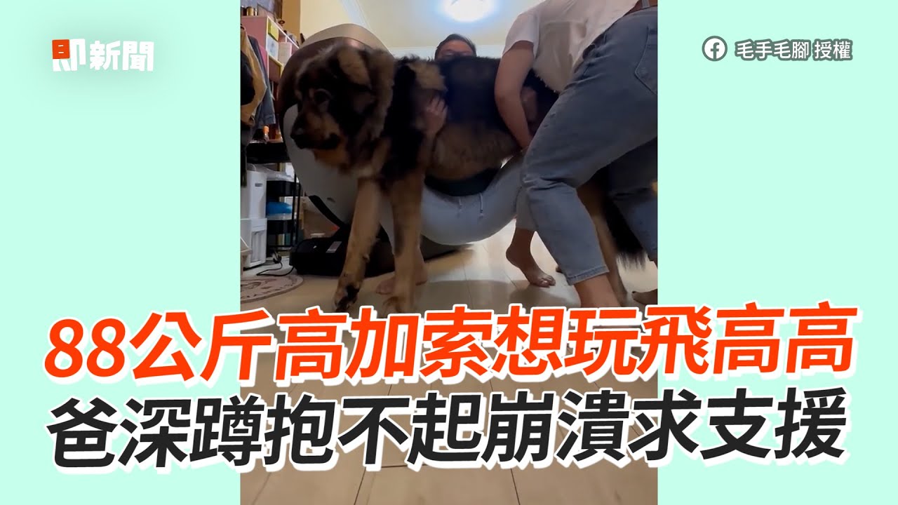 88公斤高加索犬想玩飛高高！爸媽一起抬：對ㄅ起🥹｜寵物動物｜狗狗｜精選影片