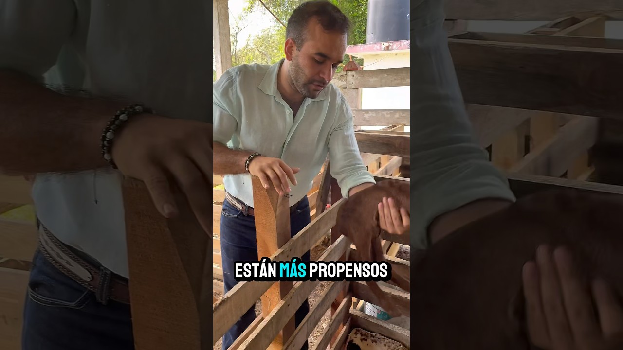 c&oacute;mo hacer corrales de solo $ 100 para borregos y puercos ! #agricultura #rancho#brahman#ganado