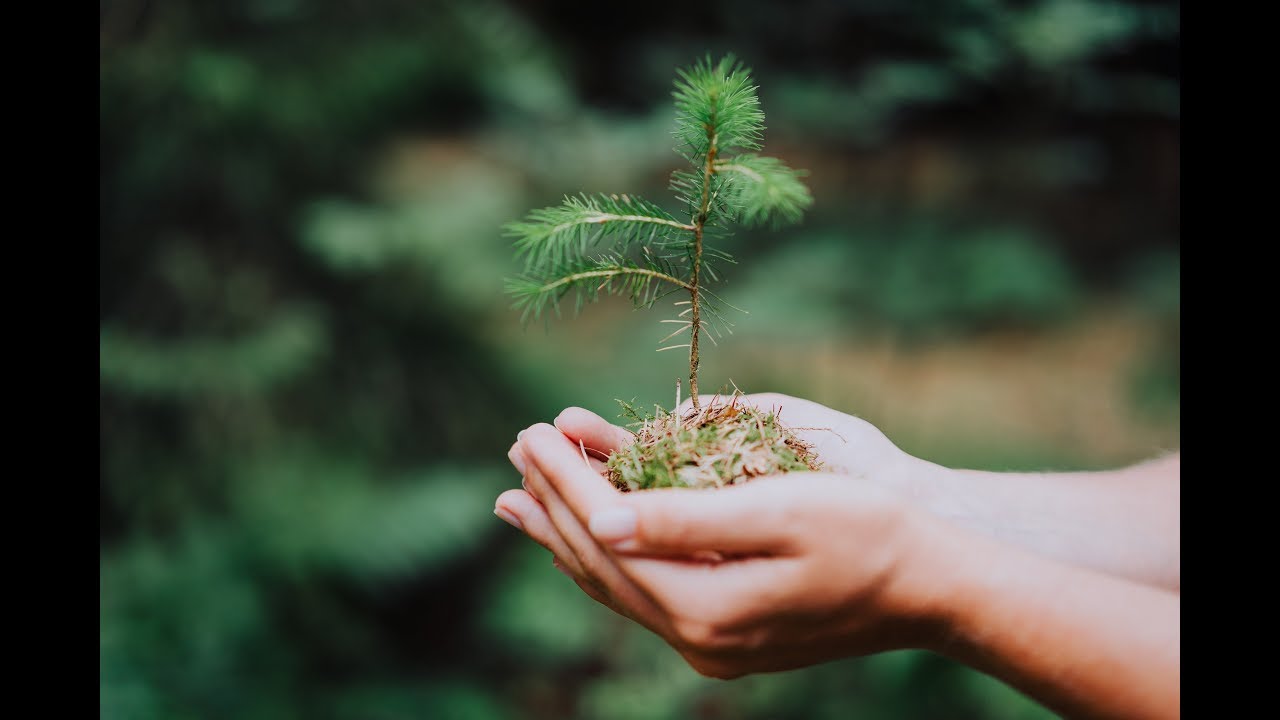 The Chinese Gaming App That Lets Users Plant Real Trees