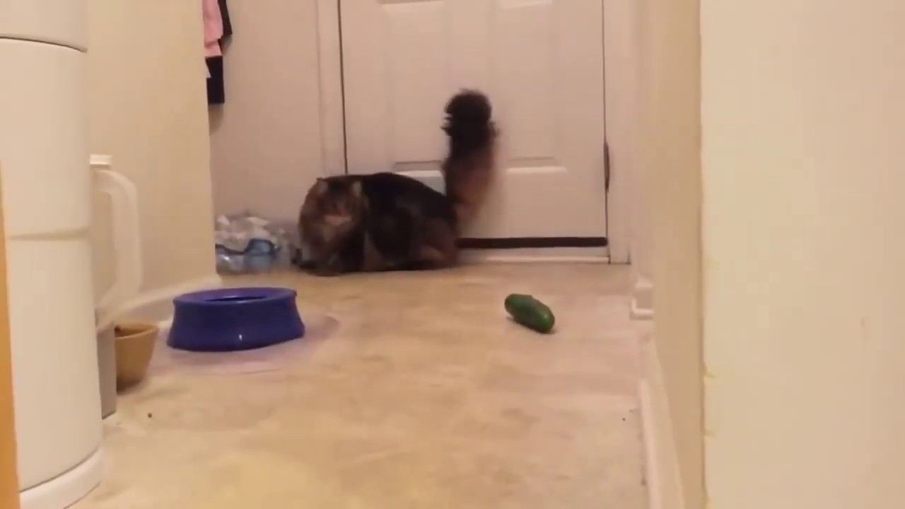 Funny Cats Scared of Cucumber Troll Cat   Funny Cat Vs Cucumber Compilation