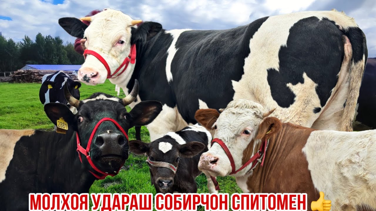 молҳои Собир полвон Спитомен Оригинал 28 февраля 2026 г.