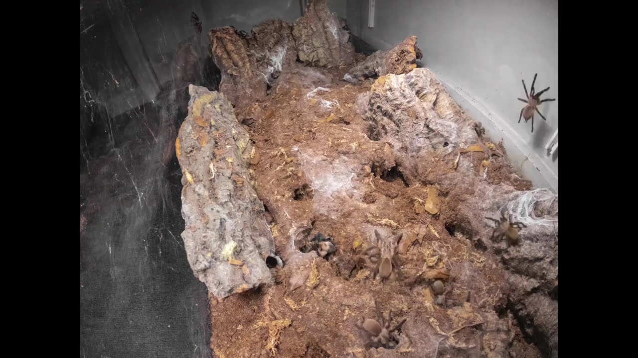 Timelapse of largest monocentropus balfouri communal tarantula